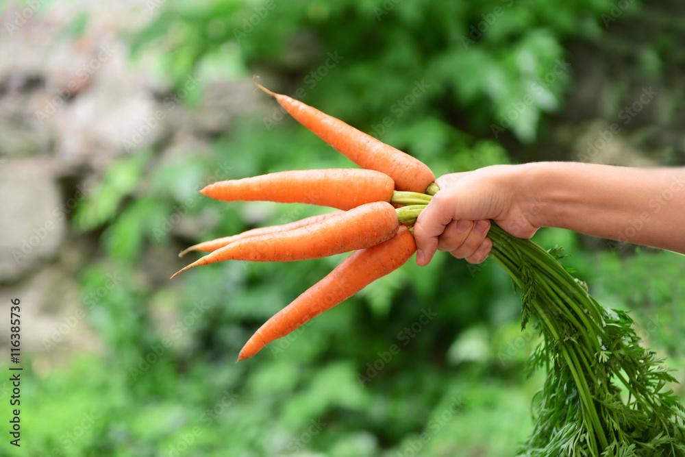 Woman holding fresh carrots