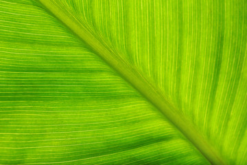 Canvas Print - Green leaf, macro view