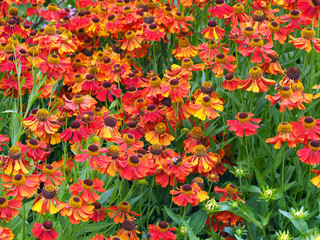 Canvas Print - Helenium