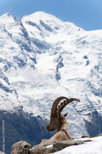 Fotografia Steinbock in den französischen Alpen