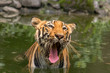 Bengal Tiger (Panthera tigris tigris) roars. Close up shot.
