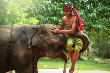 Best Friendship  Mahout With Elephant
