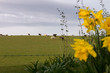cows in distant field with yellow daisies and a wire fence