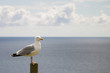 single seagull standing on a pole squawking