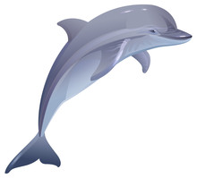 Marine Mammal Dolphin