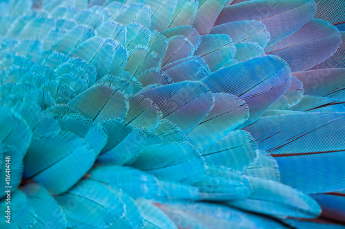Pattern of colorful feathers
