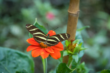 Zebra Longwing Butterfly On A Orange Flower