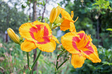 Yellow Daylily (Hemerocallis) In The Garden