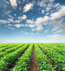 Poster - Rows on the field. Agricultural landscape in the summer time