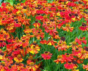 Canvas Print - Helenium