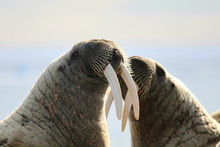 Two Walruses Fighting On Ice Floe In Canada