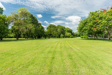 Wall Mural - Green grass field in park at city center with sunlight in the morning