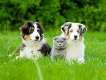 Two Australian Shepherd Puppies And Scottish Cat Lying On Green Grass