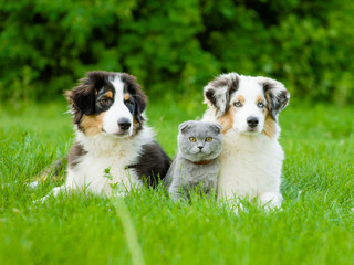 Poster - Two Australian shepherd puppies and scottish cat lying on green grass