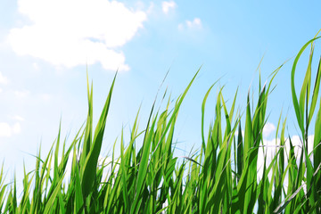 Wall Mural - Green grass meadow on a sky background