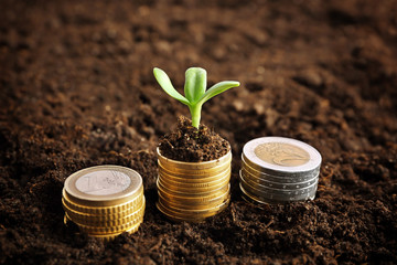 Wall Mural - Coins in soil with young plant. Money growth concept.