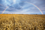 Fototapeta Tęcza - Lato na polach uprawnych,dojrzewające zboże i tęcza
