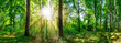 Wald Panorama mit Sonne
