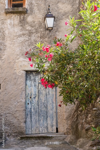 Naklejka dekoracyjna Stare drzwi zakryte rośliną
