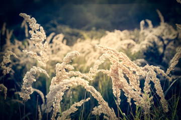 Canvas Print - beautiful meadow sunset closeup