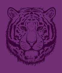 Tiger sketch line