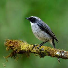 Wall Mural - Grey Bush Chat (Saxicola ferreus) the beautiful grey bird perchi