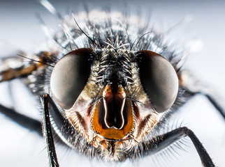 bluebottle fly macro