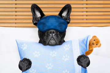 Wall Mural - dog sleeping in bed