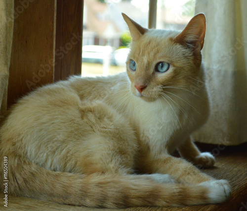 Fotografía Curious white siamese cat with blue eyes