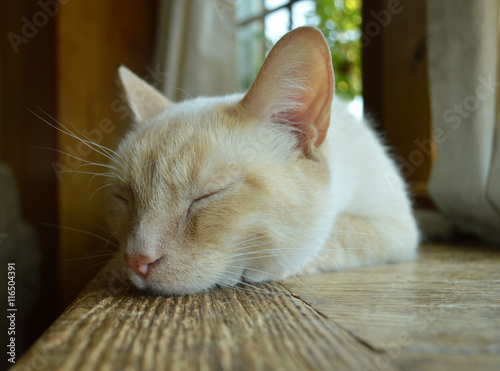 Cuadros en Lienzo Curious white siamese cat with blue eyes
