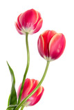 Fototapeta Tulipany - Cubiform tulips