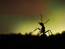 Large Ant Silhouette On Beautiful Background. Macro