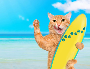 Wall Mural - Beautiful surfer cat on the beach .