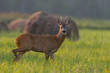 Sarna- roe deer
