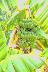 Wall Mural - Cultivated banana