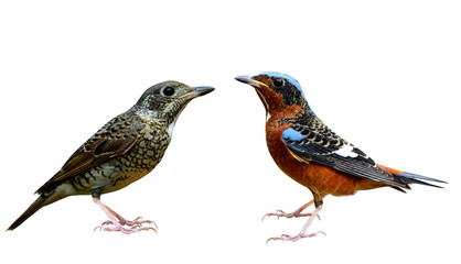 Wall Mural - Pair of both female and male of white-throated rock thrush (Mont