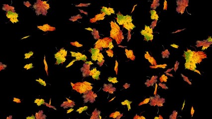 Wall Mural - flying colorful maple leaves. autumn, fall background. slow motion, close-up hd realistic 3d animati