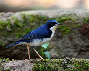 Wall Mural - Siberian blue robin (Luscinia cyane) the beautiful tiny white an