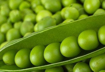Wall Mural - Young grean peas background