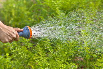 Wall Mural - hand watering carrot in the garden