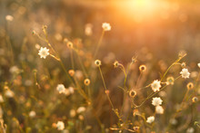 Meadow. Wild Plants At Sunset