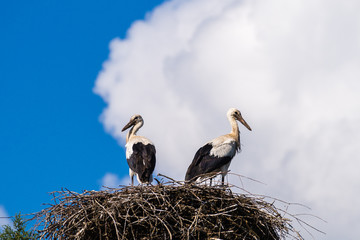 A pair of storks in the nest