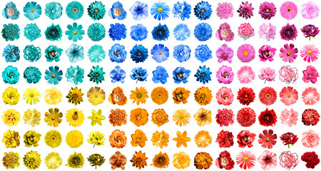 Wall Mural - Mega pack of 120 in 1 natural and surreal blue, orange, red, yellow, turquoise and pink flowers isolated on white