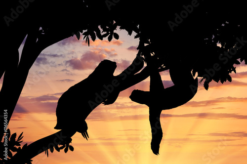 Fotomural Pair sloths animals in a tree