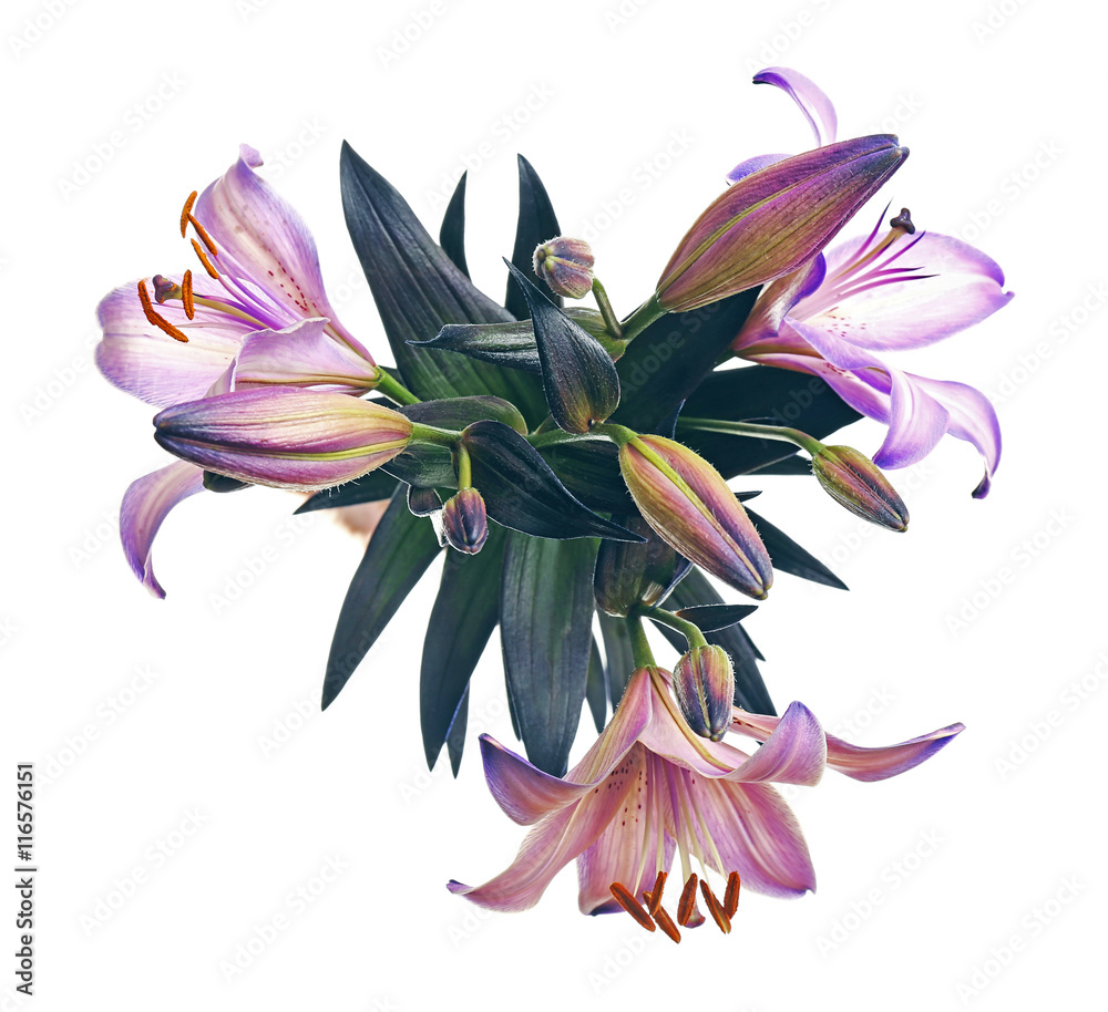 Beautiful lilies isolated on white