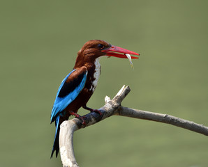 Wall Mural - White-throated Kingfisher (Halcyon smyrnensis) the puffy brown a