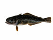 Antarctic cod or Antarctica toothfish isolated on the white background
