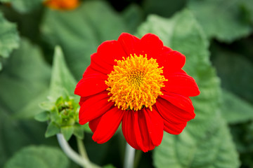 the big red cosmos flower close up.