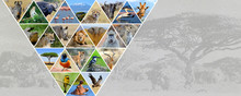 Photo Collage African Animals. Travel Concept