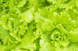 Lettuce garden closeup
